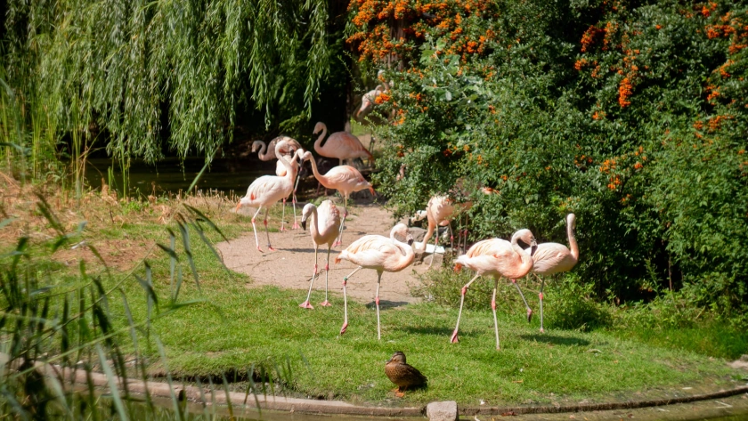 Flemingi w ZOO Warszawa